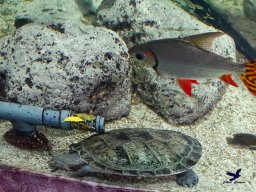 Haus des Meeres 4.02.2026